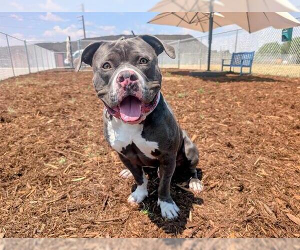 Medium Photo #3 American Pit Bull Terrier Puppy For Sale in Denver, CO, USA