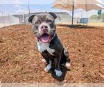 Small Photo #3 American Pit Bull Terrier Puppy For Sale in Denver, CO, USA