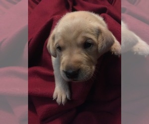 Labrador Retriever Puppy for sale in SACRED HEART, MN, USA