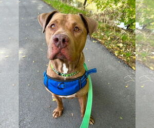 Mutt Dogs for adoption in Salt Lake City, UT, USA