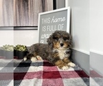 Small Photo #6 Bernedoodle (Miniature) Puppy For Sale in FRANKLIN, IN, USA