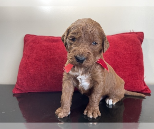 Medium Photo #2 Goldendoodle Puppy For Sale in WOODBURN, IN, USA