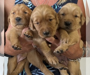 Golden Retriever Puppy for Sale in PULASKI, New York USA