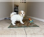 Small #2 Poovanese