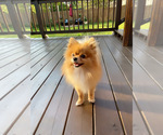 Small Photo #1 Pomeranian Puppy For Sale in COLUMBIA, MO, USA
