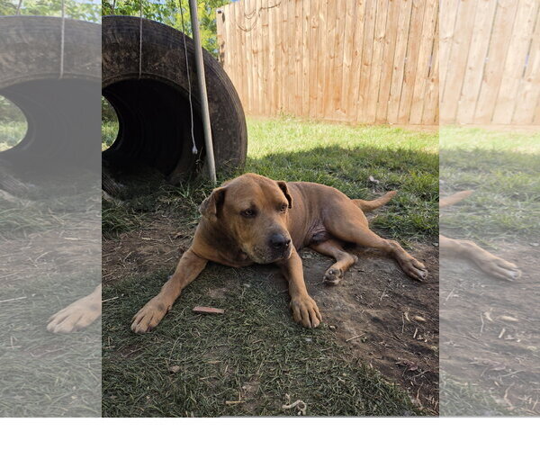 Medium Photo #1 Staffordshire Bull Terrier-Unknown Mix Puppy For Sale in Tracy City, TN, USA