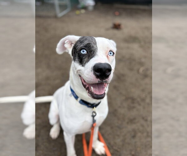 Medium Photo #5 Labrador Retriever-Unknown Mix Puppy For Sale in Brewster, NY, USA