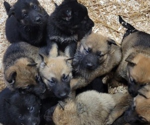 German Shepherd Dog Puppy for sale in WELLFORD, SC, USA