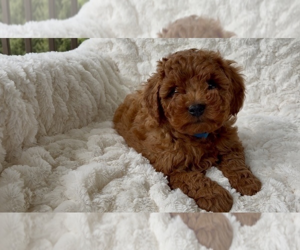 Medium Photo #1 Goldendoodle mix (+ Poodle Miniature) Puppy For Sale in RANDOLPH, WI, USA