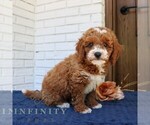 Small #3 Goldendoodle (Miniature)