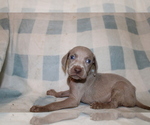 Small #5 Weimaraner
