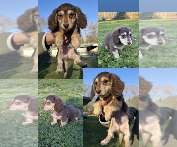 Medium Photo #6 Dachshund Puppy For Sale in MARYSVILLE, WA, USA