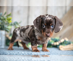 Small #1 Dachshund