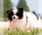 Small #2 Pomeranian