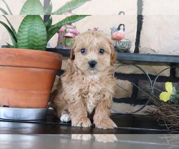 Medium Photo #1 ShihPoo Puppy For Sale in CANTON, OH, USA