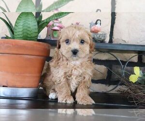 ShihPoo Puppy for sale in CANTON, OH, USA