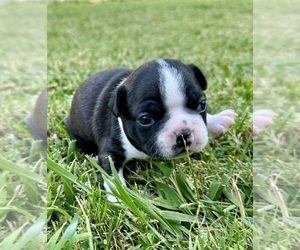 Boston Terrier Puppy for sale in GARFIELD, AR, USA