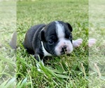 Image preview for Ad Listing. Nickname: Mia