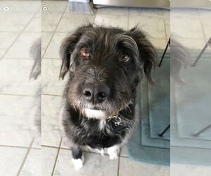 Mutt Dogs for adoption in Morganville, NJ, USA