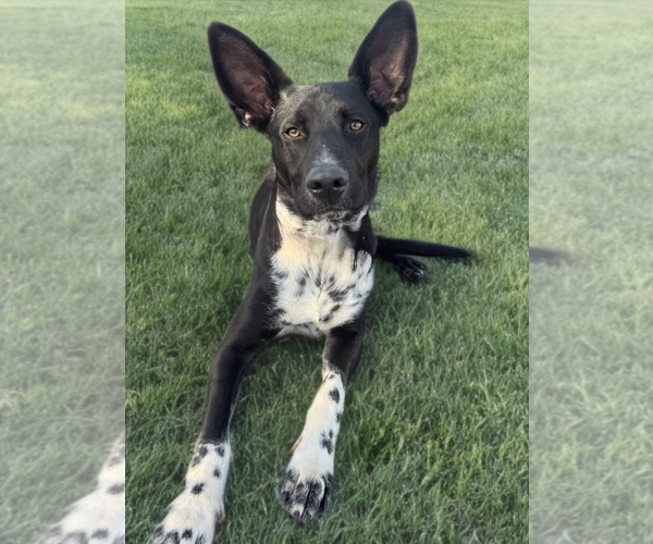 Medium Photo #3 Labrador Retriever Puppy For Sale in Newport Beach, CA, USA