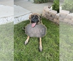 Small Photo #14 Belgian Malinois Puppy For Sale in ELK GROVE, CA, USA