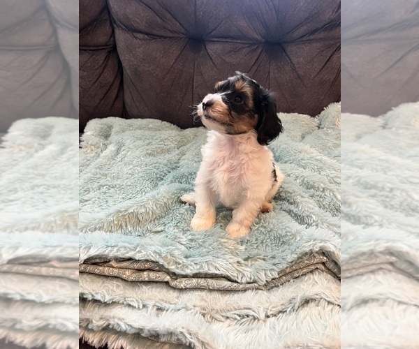 Medium Photo #7 YorkiePoo Puppy For Sale in CASTROVILLE, TX, USA