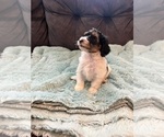 Small Photo #7 YorkiePoo Puppy For Sale in CASTROVILLE, TX, USA