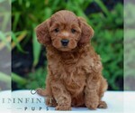 Small Cavapoo