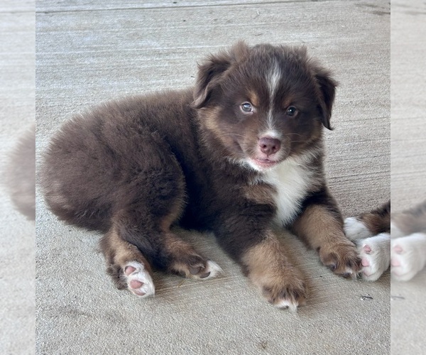 Medium Photo #19 Miniature Australian Shepherd Puppy For Sale in CANTON, TX, USA