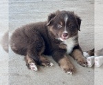 Small #18 Miniature Australian Shepherd