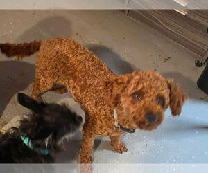 Poodle (Toy) Dogs for adoption in Lewistown, PA, USA