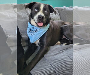 Blue Eyes - Female Border Collie Dog for Adoption - Photo #2