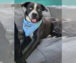 Small Photo #2 Border Collie Puppy For Sale in Mt. Laurel, NJ, USA