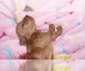 Poodle (Toy) Puppy for sale in DULUTH, GA, USA