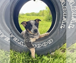 Texas Heeler Puppy for Sale in HILLSBORO, Wisconsin USA
