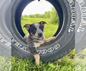 Medium Texas Heeler