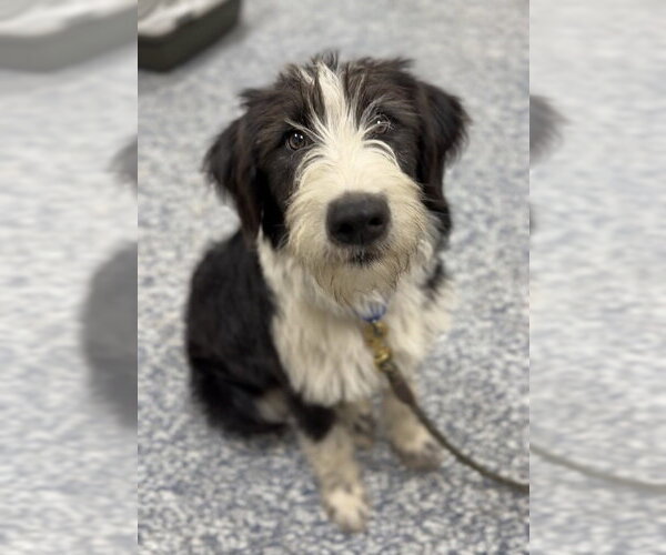 Medium Photo #2 Australian Shepherd-Irish Wolfhound Mix Puppy For Sale in Bemidji, MN, USA