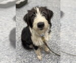 Small #1 Australian Shepherd-Irish Wolfhound Mix
