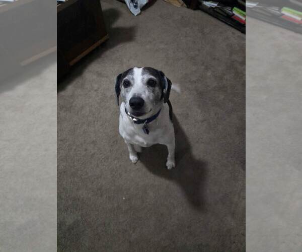 Medium Photo #6 Beagle Puppy For Sale in Crete, IL, USA