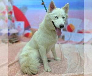 Siberian Husky Dogs for adoption in Long Beach, CA, USA