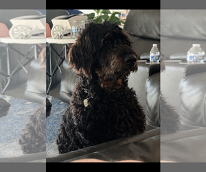 Bernedoodle Dogs for adoption in Pacolet, SC, USA