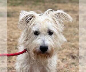Miniature Schnauzer-Unknown Mix Dogs for adoption in Yardley, PA, USA