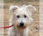 Small Miniature Schnauzer Mix