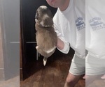 Small #1 Saint Bernard