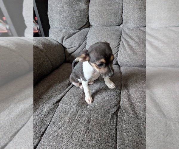 Medium Photo #3 Chiweenie Puppy For Sale in CAMANO ISLAND, WA, USA