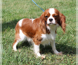 Father of the Cavalier King Charles Spaniel puppies born on 06/23/2020