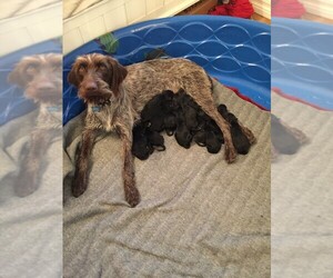 Poodle (Standard)-Wirehaired Pointing Griffon Mix Puppy for sale in ELTOPIA, WA, USA