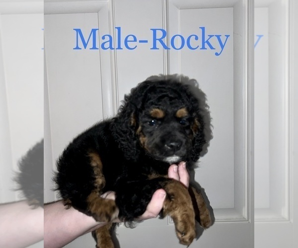 Medium Photo #4 Cockapoo Puppy For Sale in BISHOPVILLE, SC, USA
