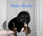 Small Photo #4 Cockapoo Puppy For Sale in BISHOPVILLE, SC, USA
