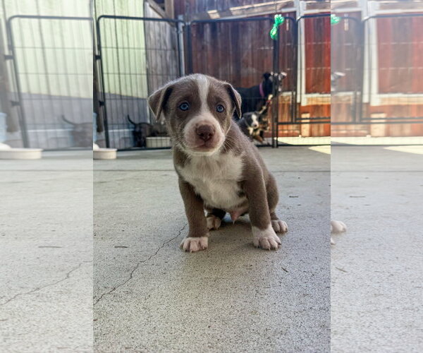Medium Photo #6 Labrador Retriever-Unknown Mix Puppy For Sale in San Diego, CA, USA